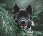 (image for) Akita Smile